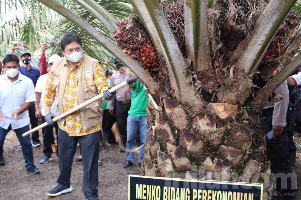 Pemerintah Siapkan KUR untuk Peremajaan Sawit 